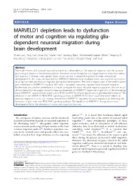 MARVELD1 Depletion Leads to Dysfunction of Motor and Cognition Via Regulating Glia-Dependent Neuronal Migration During Brain