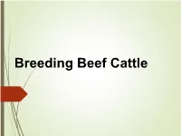Introduction to Breeding Beef Cattle Management