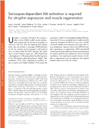 Sarcospan-Dependent Akt Activation Is Required for Utrophin Expression and Muscle Regeneration