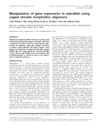 Manipulation of Gene Expression in Zebrafish Using Caged Circular Morpholino Oligomers Yuan Wang, Li Wu, Peng Wang, Cong Lv, Zhenjun Yang and Xinjing Tang*