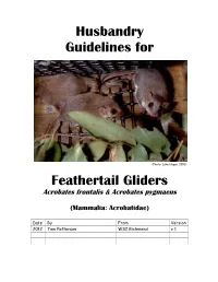 Husbandry Guidelines for Feathertail Gliders