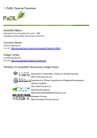 1. Padil Species Factsheet Scientific Name: Common Name Image