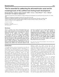 Tbx2 Is Essential for Patterning the Atrioventricular Canal and for Morphogenesis of the Outﬂow Tract During Heart Development Zachary Harrelson1, Robert G
