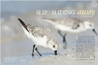 Birds on the Move