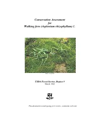 Conservation Assessment for Walking Fern (Asplenium Rhizophyllum) L