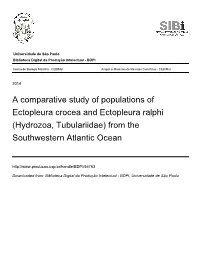 A Comparative Study of Populations of Ectopleura Crocea and Ectopleura Ralphi (Hydrozoa, Tubulariidae) from the Southwestern Atlantic Ocean