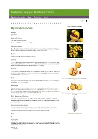 Dysoxylum Rufum Click on Images to Enlarge