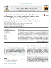 Analysis of Rhizobial Strains Nodulating Phaseolus Vulgaris From