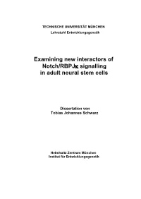 Examining New Interactors of Notch/Rbpjκ Signalling in Adult