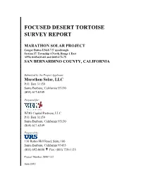 Focused Desert Tortoise Survey Report