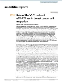 Role of the V1G1 Subunit of V-Atpase in Breast Cancer Cell Migration