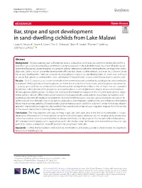 Bar, Stripe and Spot Development in Sand-Dwelling Cichlids from Lake Malawi