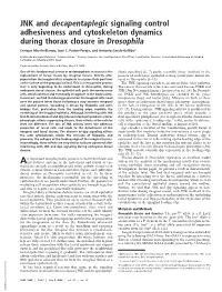 JNK and Decapentaplegic Signaling Control Adhesiveness and Cytoskeleton Dynamics During Thorax Closure in Drosophila