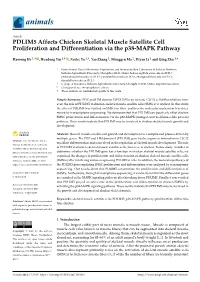 PDLIM5 Affects Chicken Skeletal Muscle Satellite Cell Proliferation and Differentiation Via the P38-MAPK Pathway