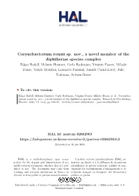 Corynebacterium Rouxii Sp. Nov., a Novel Member of the Diphtheriae