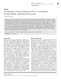 Far Upstream Element Binding Protein 1: a Commander of Transcription, Translation and Beyond