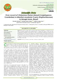 First Record of Chilomima Clarkei (Amsel