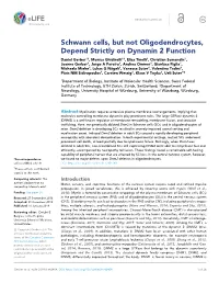 Schwann Cells, but Not Oligodendrocytes, Depend Strictly
