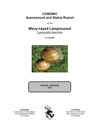 Wavy-Rayed Lampmussel (Lampsilis Fasciola) in Canada in 1999 a Large Number of Monitoring, Research and Management Projects Have Occurred