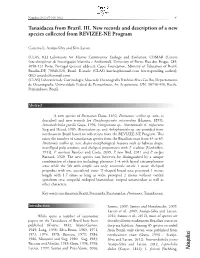 Tanaidacea from Brazil. III. New Records and Description of a New Species Collected from REVIZEE-NE Program
