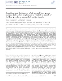Motmot Tailracket Brightness Is Related to Speed of Feather Growth in Males, B