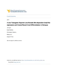 A New Transgenic Reporter Line Reveals Wnt-Dependent Snai2 Re- Expression and Cranial Neural Crest Differentiation in Xenopus