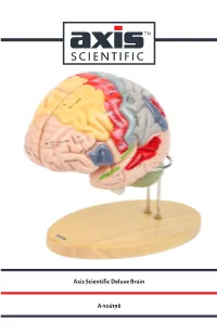 Axis Scientific Deluxe Brain A-106198