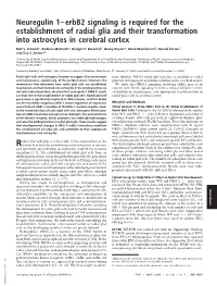 Neuregulin 1–Erbb2 Signaling Is Required for the Establishment of Radial Glia and Their Transformation Into Astrocytes in Cerebral Cortex