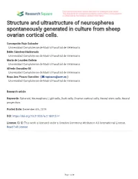 Structure and Ultrastructure of Neurospheres Spontaneously Generated in Culture from Sheep Ovarian Cortical Cells