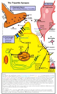 Tripartite Synapse III