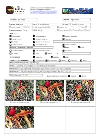 ORDINE Agaricales