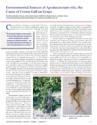 Environmental Sources of Agrobacterium Vitis, the Cause Of