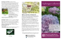 Hydrangea Collection with Hints of Purple