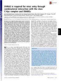 UVRAG Is Required for Virus Entry Through Combinatorial Interaction with the Class C-Vps Complex and Snares