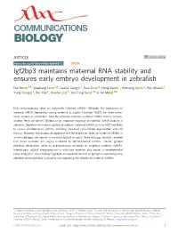 Igf2bp3 Maintains Maternal RNA Stability and Ensures Early Embryo Development in Zebraﬁsh