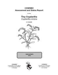 COSEWIC Assessment and Status Report on the Tiny Cryptantha Cryptantha Minima in Canada