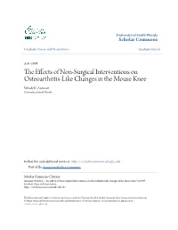 The Effects of Non-Surgical Interventions on Osteoarthritis-Like Changes in the Mouse Knee" (2008)