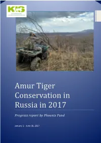 Amur Tiger Conservation in Russia in 2017