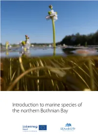 Seamboth-Introduction to Marine Species of the Northern Bothnian