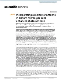 Incorporating a Molecular Antenna in Diatom Microalgae Cells Enhances