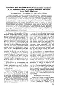Description and SEM Observations of Meloidogyne Chitwoodi N. Sp