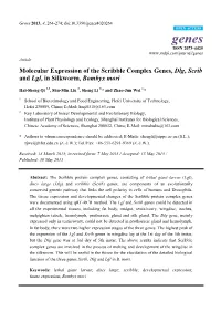 Molecular Expression of the Scribble Complex Genes, Dlg, Scrib and Lgl, in Silkworm, Bombyx Mori