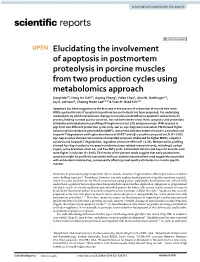 Elucidating the Involvement of Apoptosis in Postmortem Proteolysis