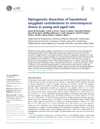 Optogenetic Dissection of Basolateral Amygdala Contributions To