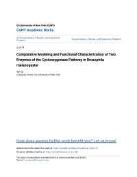 Comparative Modeling and Functional Characterization of Two Enzymes of the Cyclooxygenase Pathway in Drosophila Melanogaster