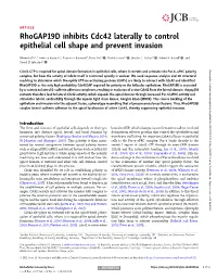 Rhogap19d Inhibits Cdc42 Laterally to Control Epithelial Cell Shape and Prevent Invasion