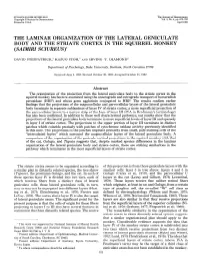 The Laminar Organization of the Lateral Geniculate Body and the Striate Cortex in the Squirrel Monkey (Saimiri Sciureus)’