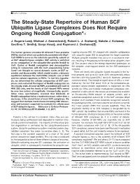 The Steady-State Repertoire of Human SCF Ubiquitin Ligase Complexes Does Not Require Ongoing Nedd8 Conjugation*□S