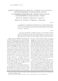 Observations on Stem Surface Anatomy In