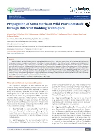 Propagation of Santa Maria on Wild Pear Rootstock Through Different Budding Techniques